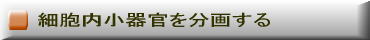 細胞内小器官を分画する