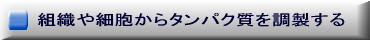 組織や細胞からタンパク質を調製する