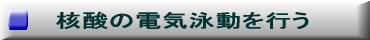 核酸の電気泳動を行う