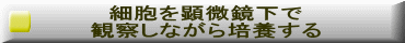 細胞を顕微鏡下で 観察しながら培養する 